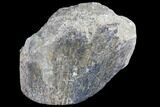 Polished Dinosaur Bone (Gembone) Section - Colorado #86829-2